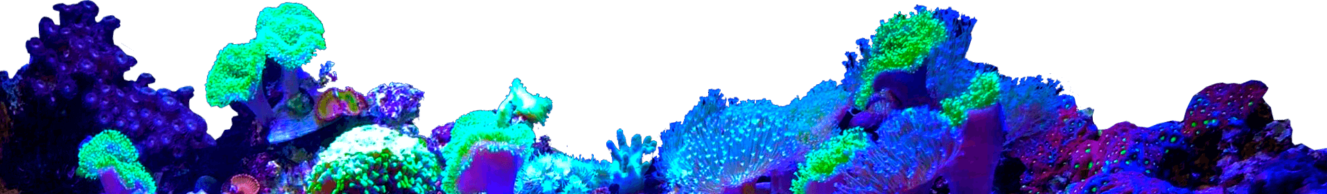 Design, install and service freshwater and saltwater aquarium, fish, coral, and supplies.