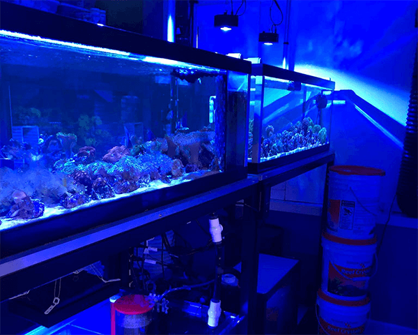 DarkHorse: Aquaculture / Quarantine facility