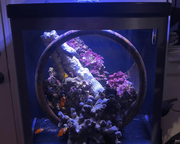 Aquarium Design & Customization