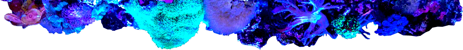 Design, install and service freshwater and saltwater aquarium, fish, coral, and supplies.